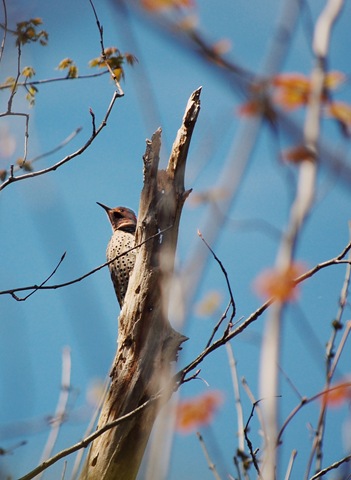 [Northern Flicker 2[4].jpg]