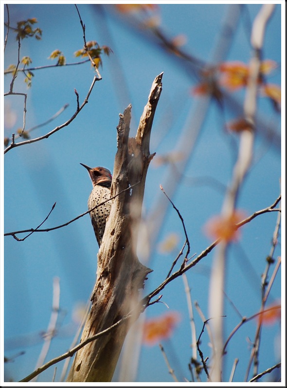 Northern Flicker 2