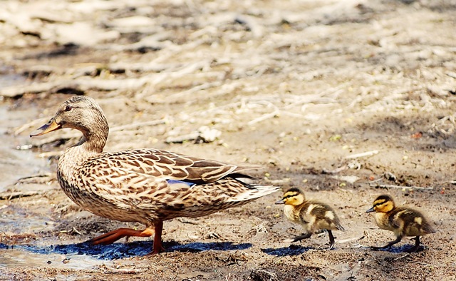 [Two Ducklings[4].jpg]