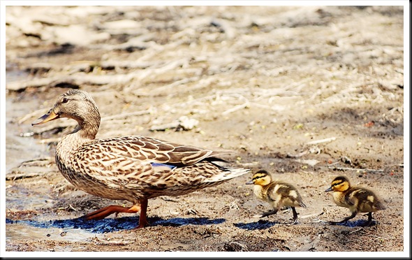 Two Ducklings