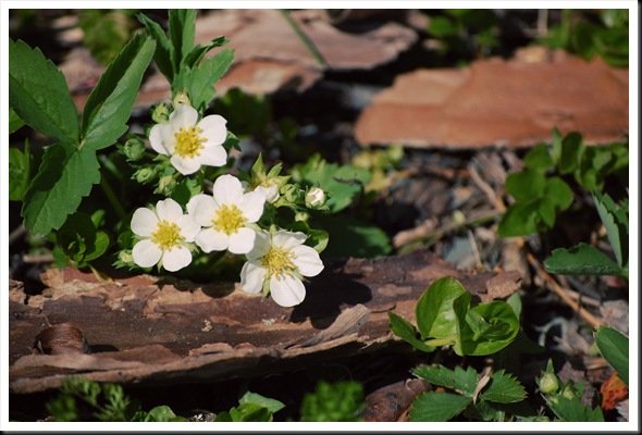 Wild Strawberries