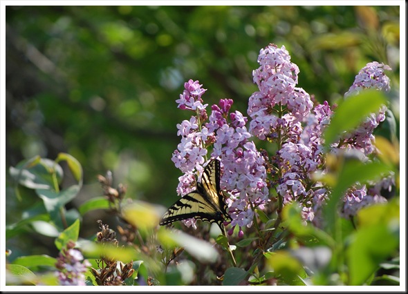 Tiger Swallowtail