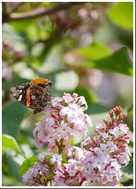 Painted Lady