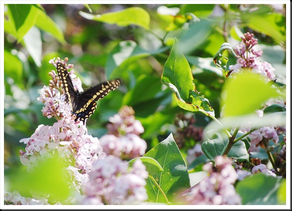 Swallowtail 2