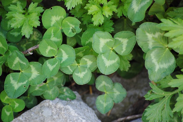 [clover[4].jpg]