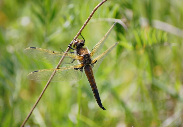 [dragonfly hawk[4].jpg]