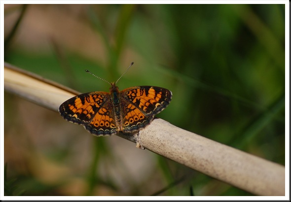 orange butterfly