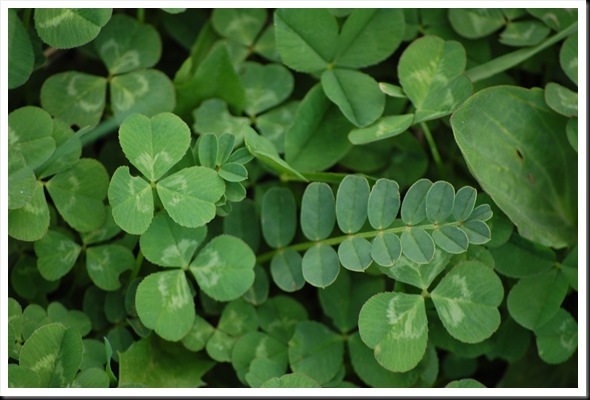 clover