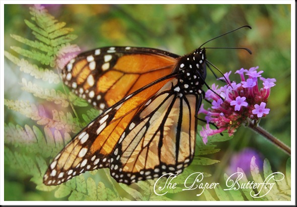 BUTTERFLIES-MONARCH FERN copy