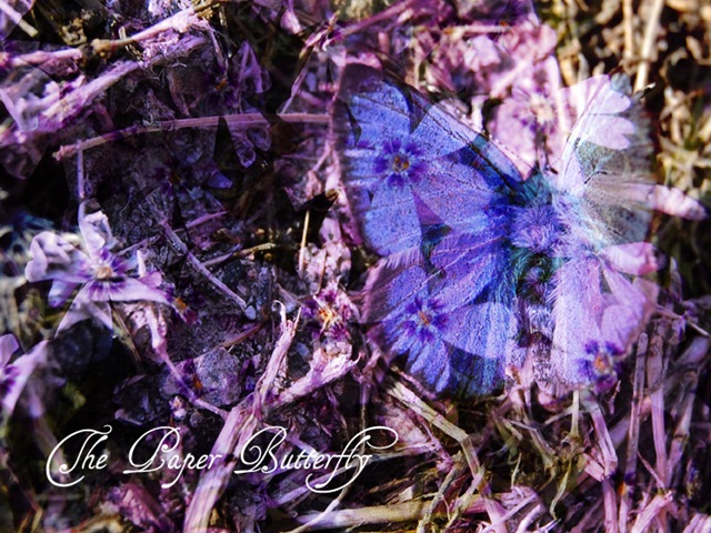 [ButterflyBleu[1].jpg]