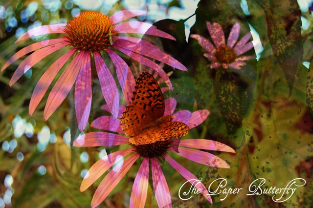 [BUTTERFLYFRITILLARYPURPLEWM[1].jpg]