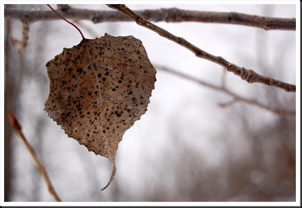 Aspen Leaf