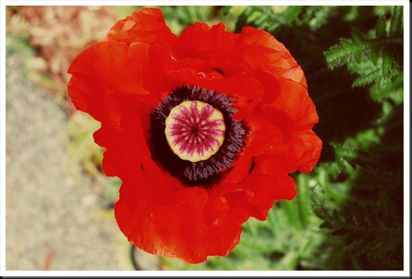 poppy2