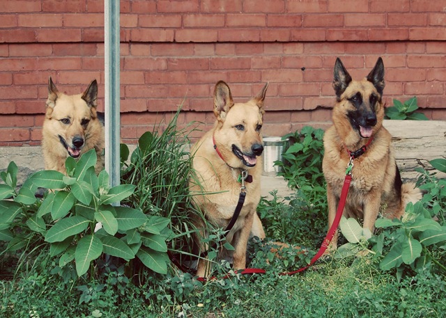 [German Shepherd[4].jpg]