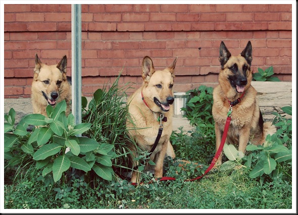 German Shepherd