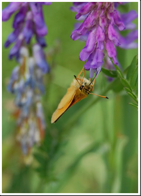 Skipper & Cow Vetch