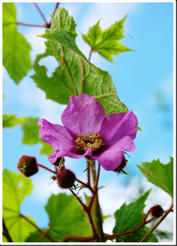 Fragrant Raspberry Sky Bright