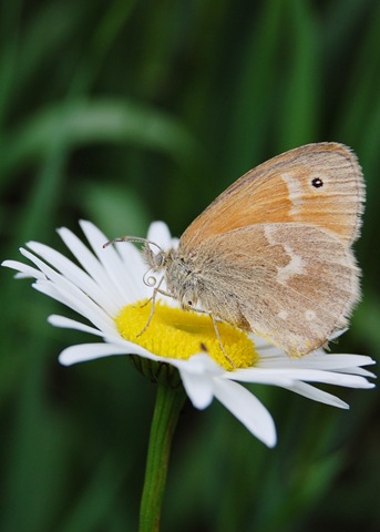 [RingletButterflyDaisy4.jpg]
