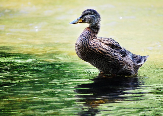 [OlderDuckling4.jpg]