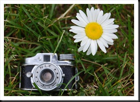 Camera and Daisy Camera and Daisy
