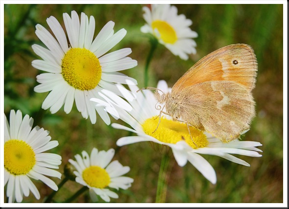 BUTTERFLIES Ringlet Daisy 57 BUTTERFLIES Ringlet Daisy 57