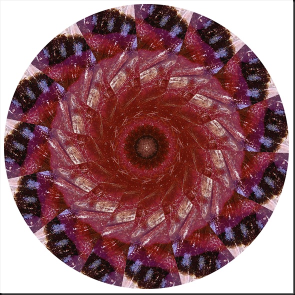 MOURNING CLOAK WING MANDALA