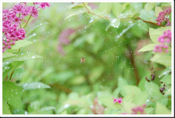 spiderweb raindrops