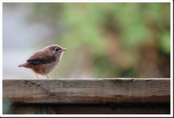 House Wren