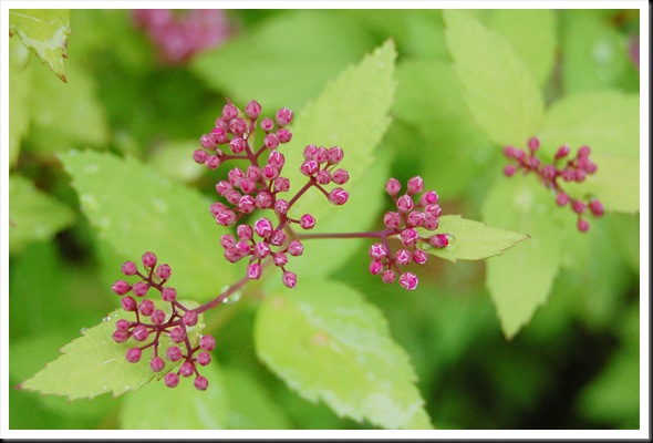 pink lime
