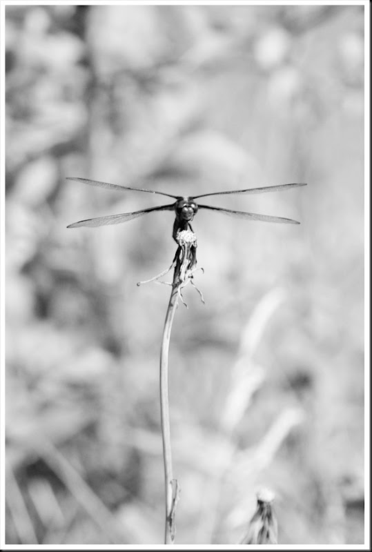 Dragonfly totem pole BW