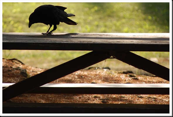 Crow Picnic
