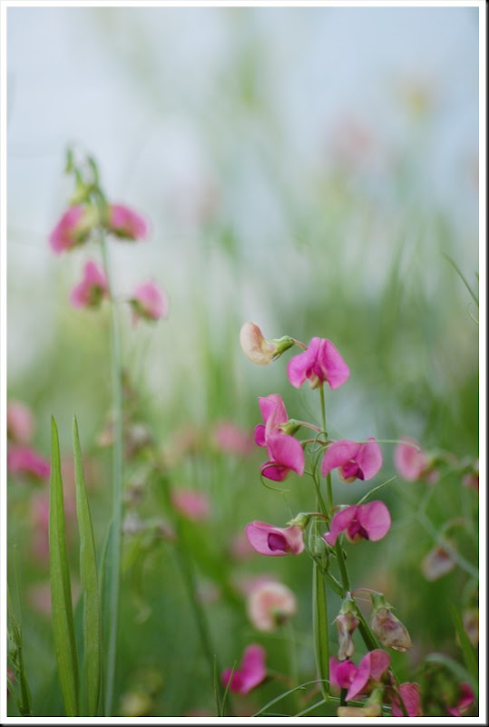 Everlasting Pea