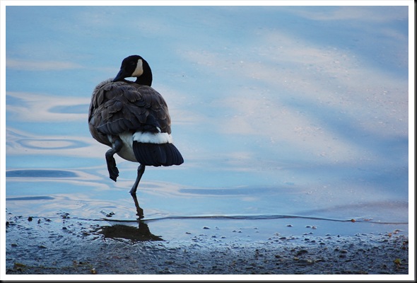 Preening Goose