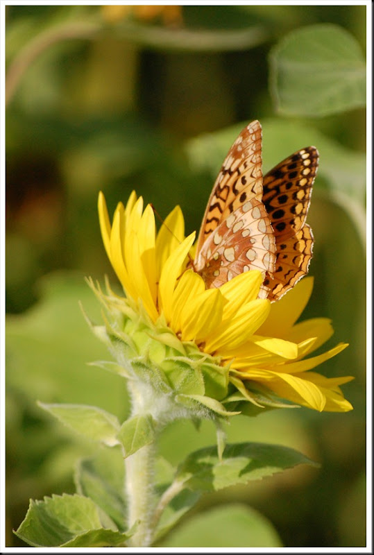 SF Butterfly