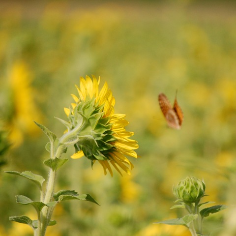 [SF Butterfly Out of Focus[4].jpg]