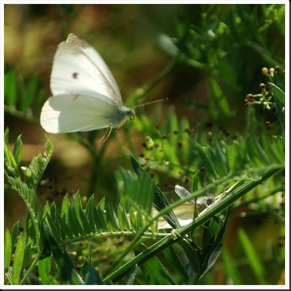 Cabbage White 2
