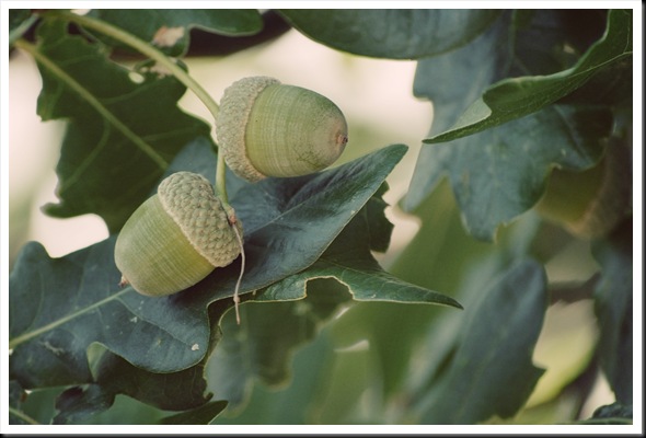 green acorns