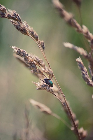 [japanese beetle grass[4].jpg]
