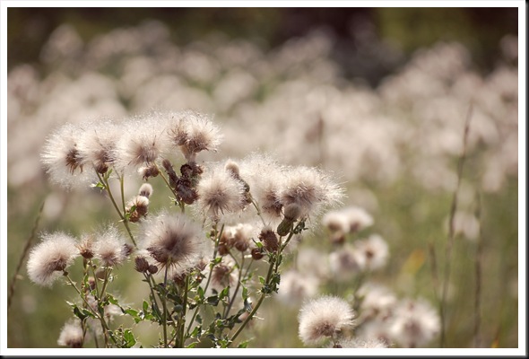 thistledown