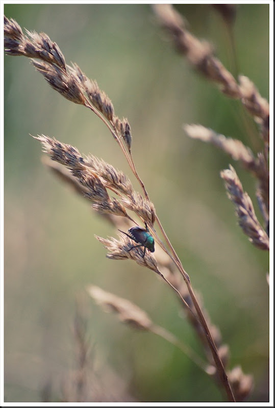 japanese beetle grass