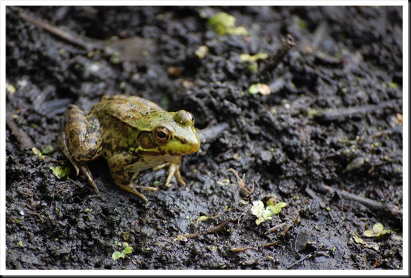 frog