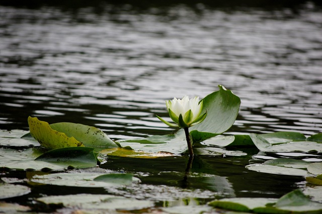 [water lily[4].jpg]