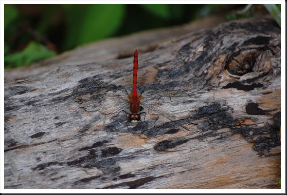 red dragonfly
