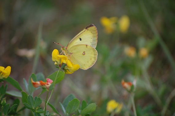 [yellow butterfly[2].jpg]