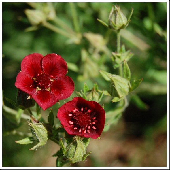 red strawberry