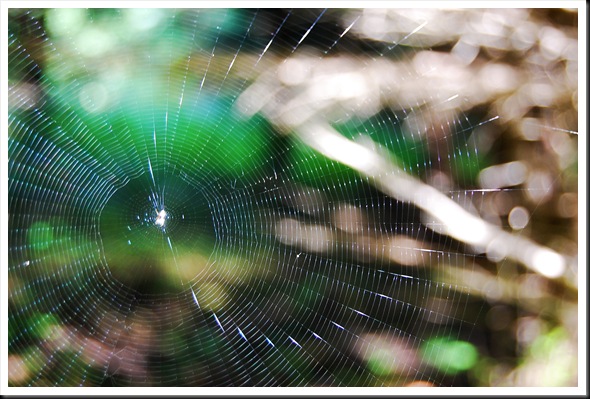 Spiderweb Orb Light