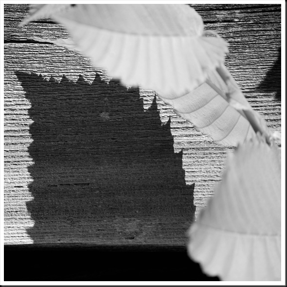 BW shadow serrated