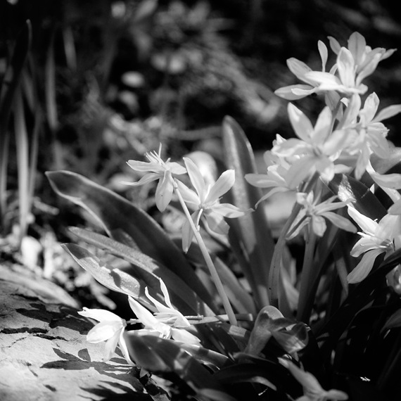 [BW shadowwhite spring flowers[2].jpg]