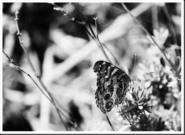 BW Butterfly Painted Lady 2