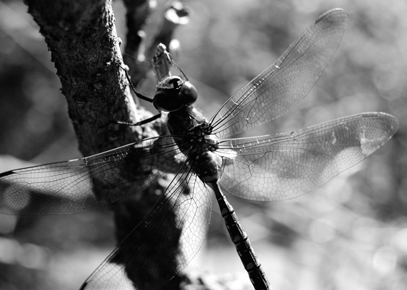 [BW Dragonfly[2].jpg]